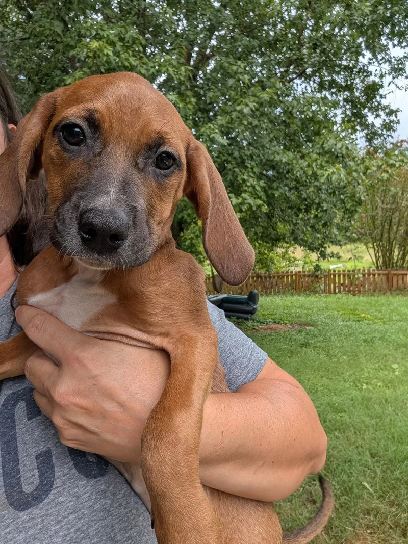 A young medium-sized female Redbone Coonhound dog named Wren for adoption in Cosby, TN