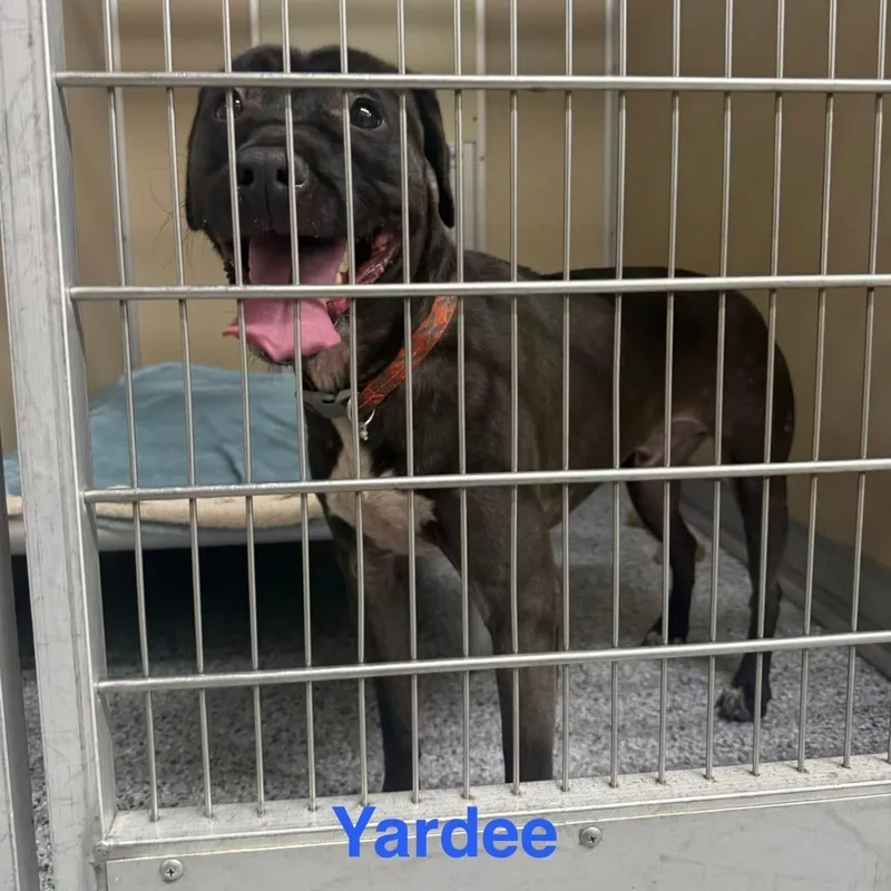 An adult medium-sized male Black Pit Bull Terrier dog named Yadee for adoption in St. Augustine, FL