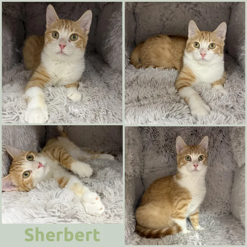 A young small-sized male Orange & White Domestic Short Hair cat named Sherbert for adoption in Louisville, KY