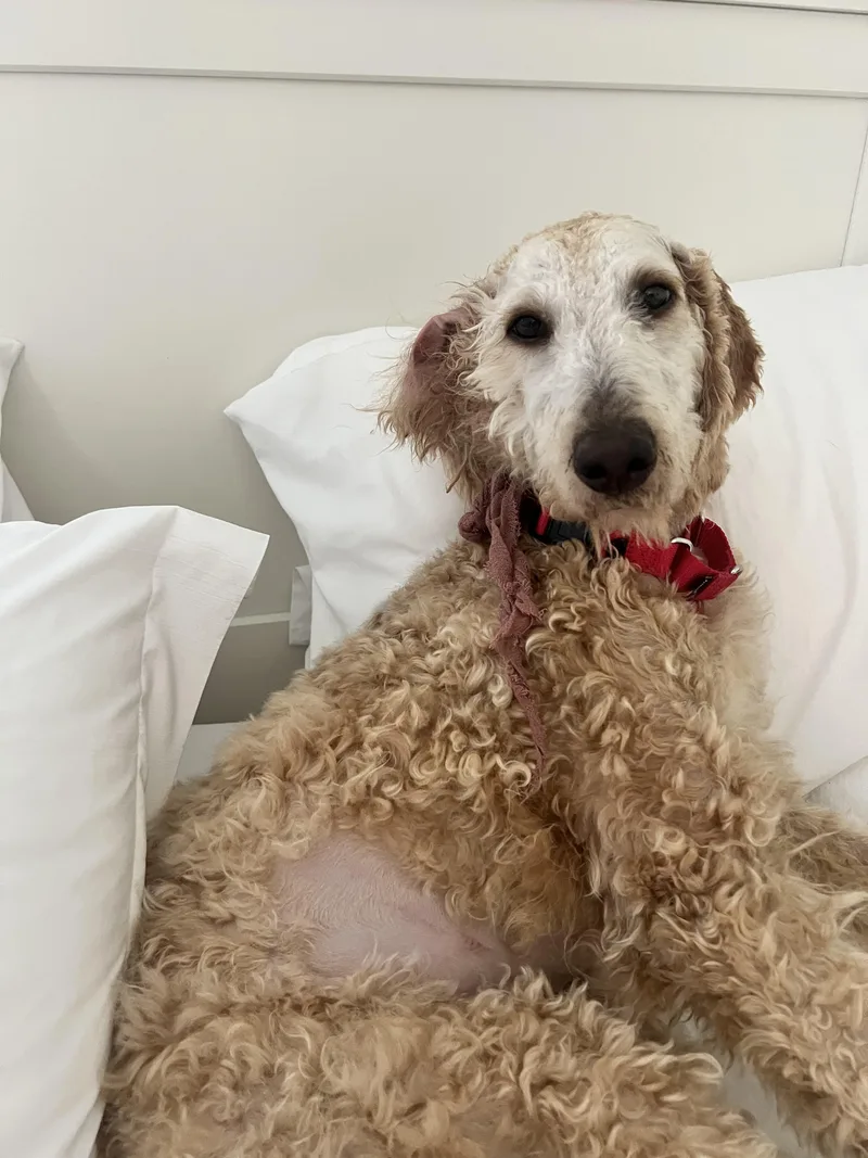 A young medium-sized female Yellow / Tan / Blond / Fawn Standard Poodle dog named Sol for adoption in Los Angeles, CA