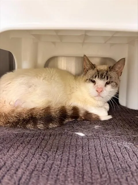 An adult medium-sized male Domestic Short Hair cat named Poseidon for adoption in Statesville, NC