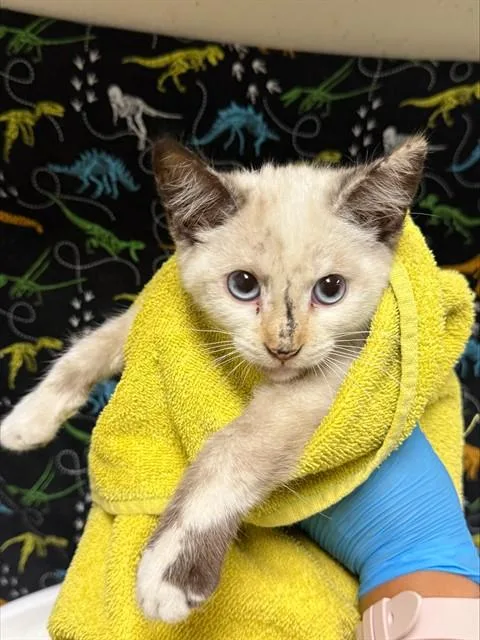 A baby small-sized female Domestic Short Hair cat named Starla for adoption in Riverside, CA
