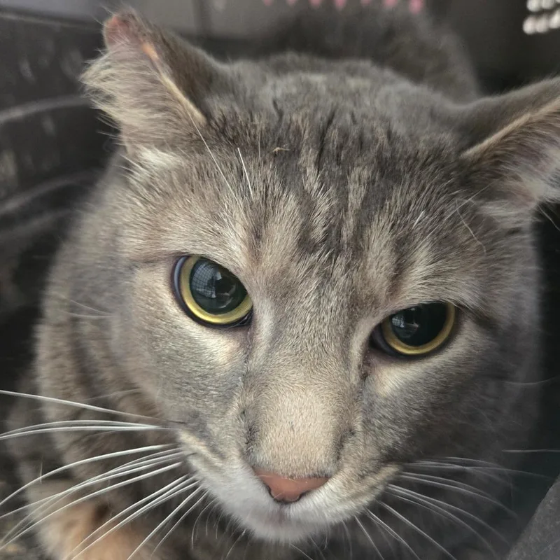 An adult extra large-sized male Gray / Blue / Silver American Shorthair cat named Frostbite for adoption in San Jacinto, CA