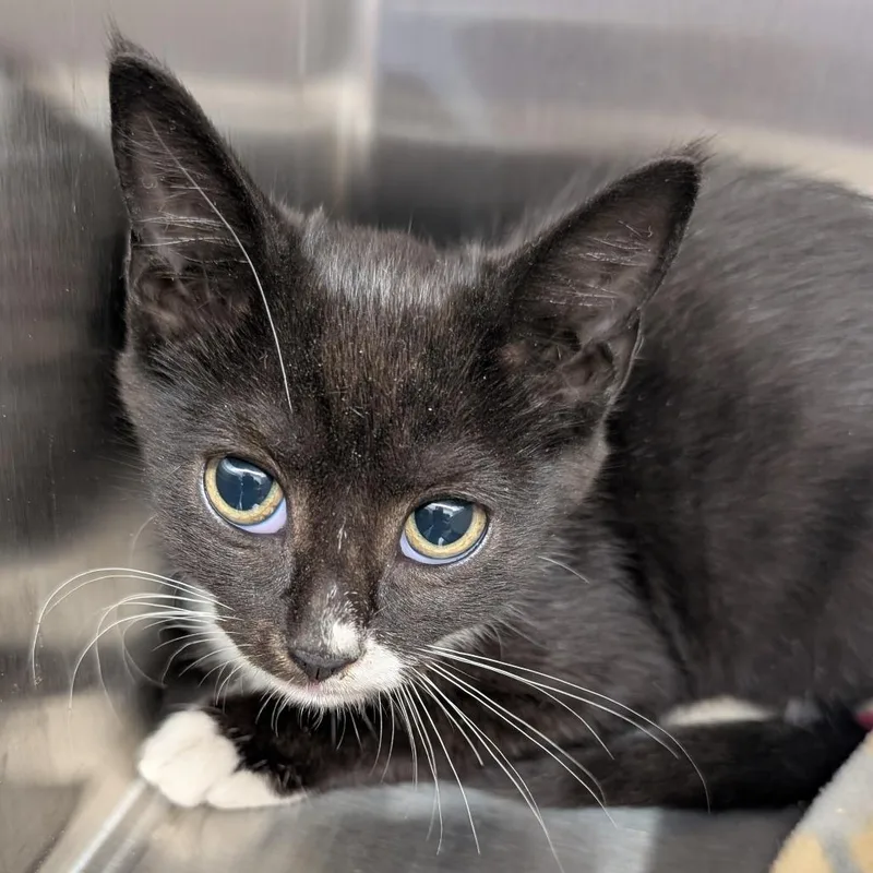 A baby small-sized female Black Domestic Short Hair cat named Impreza for adoption in Morganton, NC