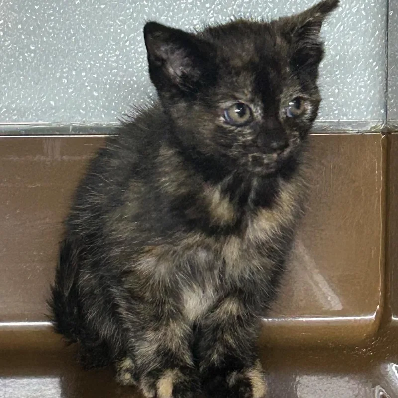 A baby small-sized female Calico Domestic Short Hair cat named Serenity for adoption in Point Richmond, CA