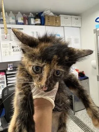 A baby small-sized female Domestic Short Hair cat named Freckles for adoption in West Chester, PA