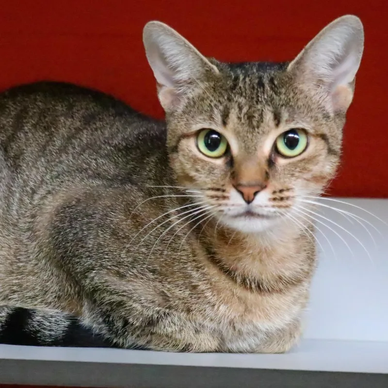An adult medium-sized female Brown / Chocolate Domestic Short Hair cat named Kira for adoption in Sarasota, FL