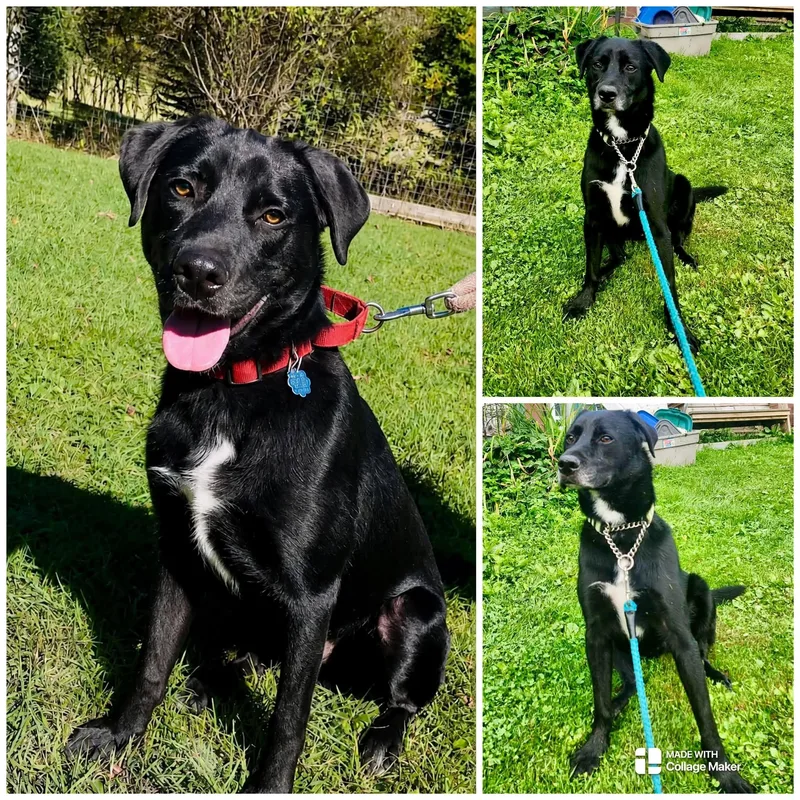 A young large-sized male Labrador Retriever dog named Smokey for adoption in Coudersport, PA