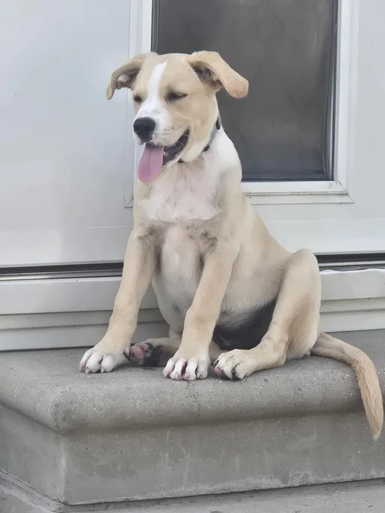 A baby medium-sized male White / Cream Labrador Retriever dog named Norton for adoption in Plymouth, MI