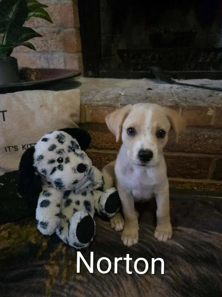 Norton thumbnail 3