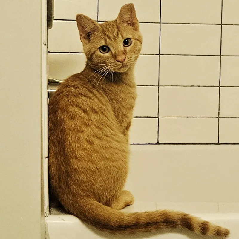A baby small-sized male Orange / Red Domestic Short Hair cat named Macklemore for adoption in Chattanooga, TN