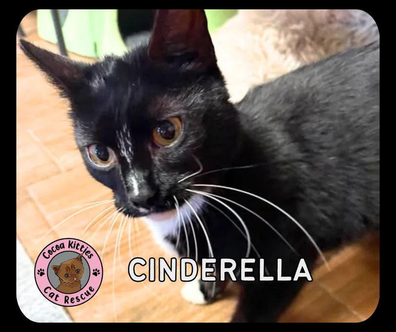 A young medium-sized female Domestic Short Hair cat named Cinderella for adoption in Hershey, PA