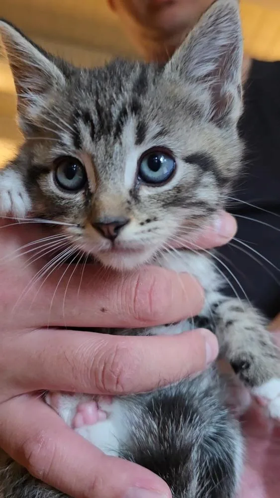 A baby small-sized male Domestic Medium Hair cat named Goku for adoption in Pacifica, CA