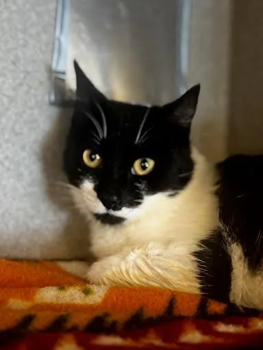 An adult small-sized male Domestic Short Hair cat named Austin for adoption in Washington, DC