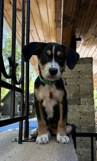 A baby medium-sized male Labrador Retriever dog named Merrick for adoption in North Prairie, WI