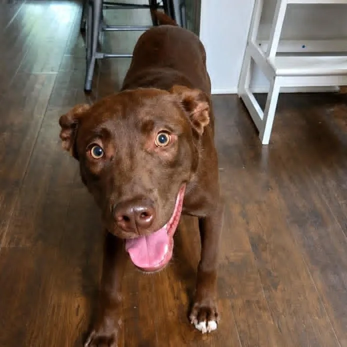 A baby medium-sized male Brown / Chocolate Labrador Retriever dog named Finn for adoption in Chatham, NJ