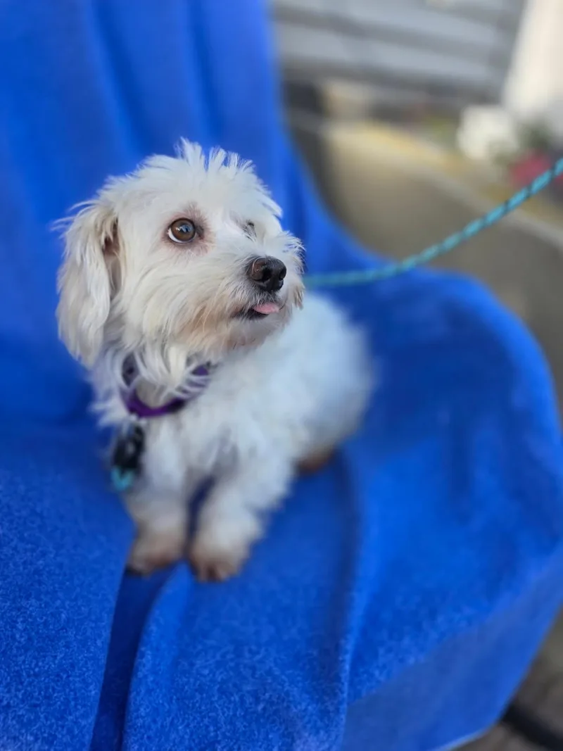 An adult small-sized female Havanese dog named Sierra for adoption in Orland Park, IL