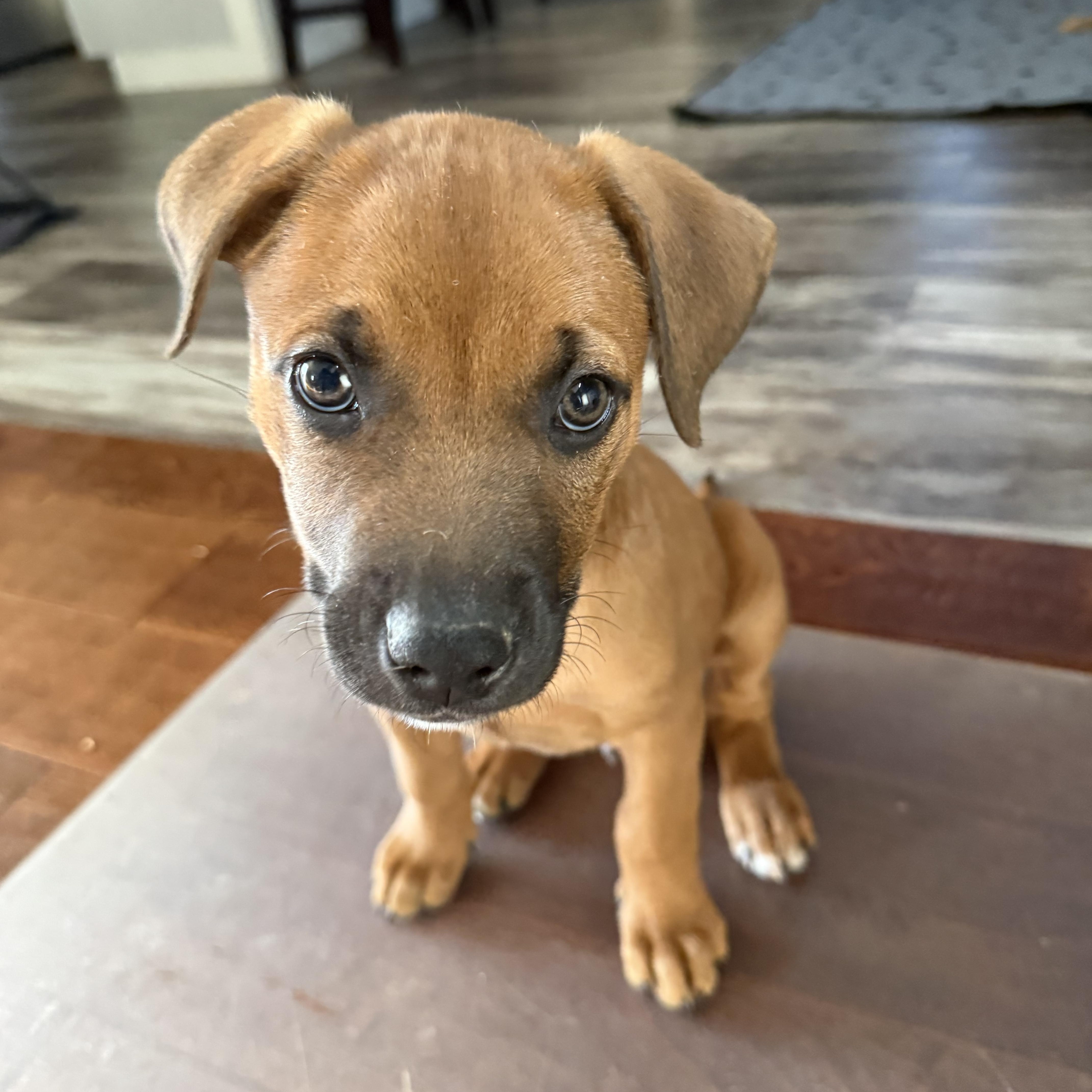 Walnut "wally" thumbnail 2