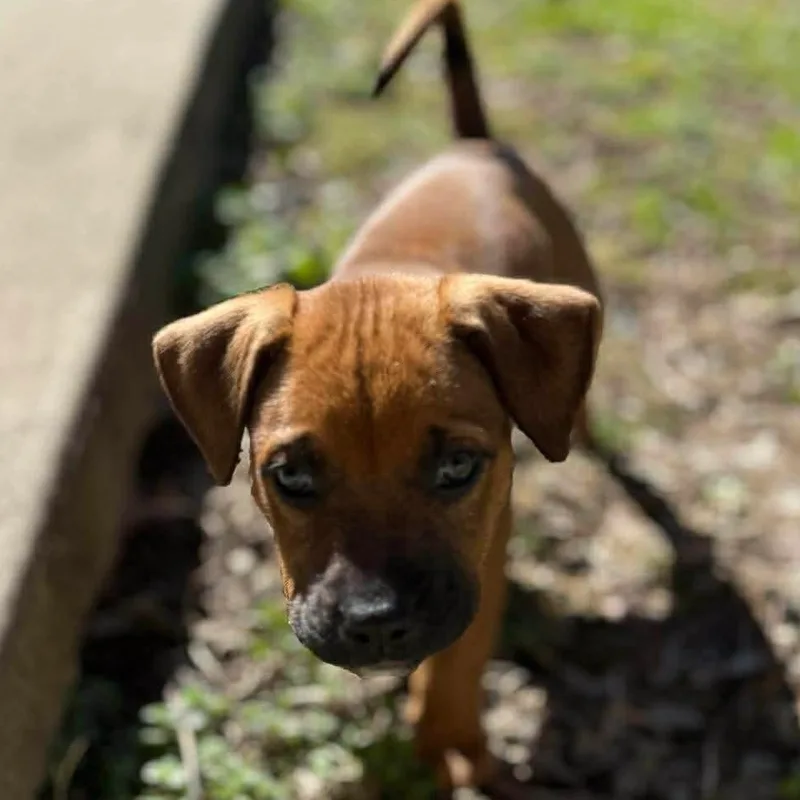 Walnut "wally" thumbnail 3