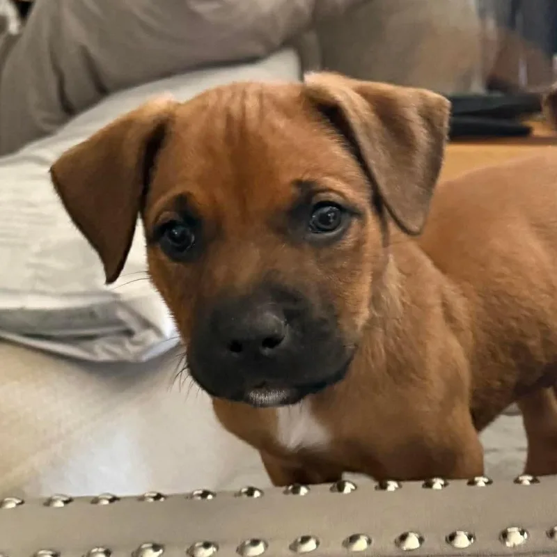 Walnut "wally" thumbnail 4