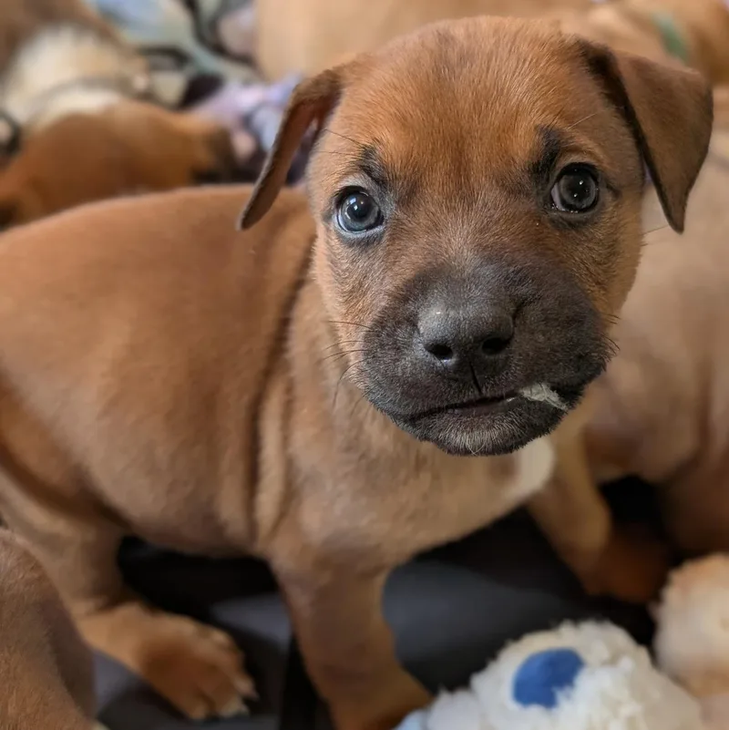 Walnut "wally" thumbnail 5