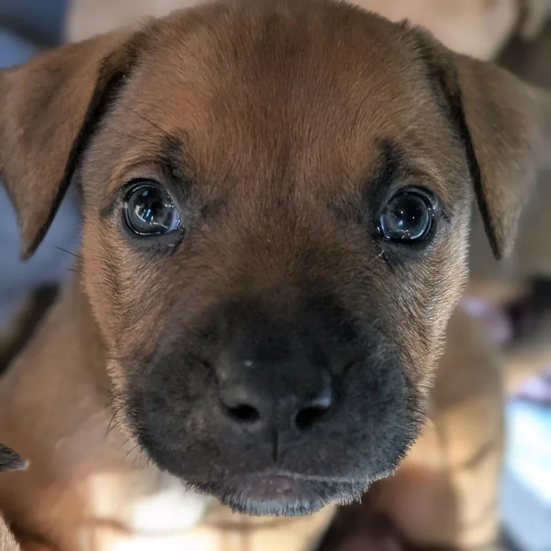 Walnut "wally" thumbnail 6