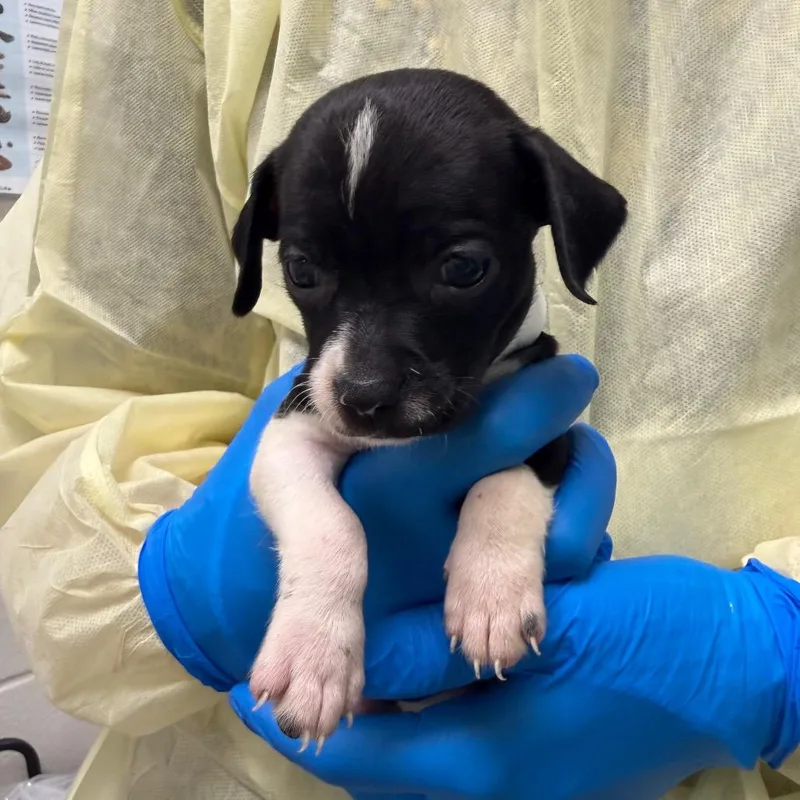 A baby small-sized female Black Chihuahua dog named Gidget for adoption in Council Bluffs, IA