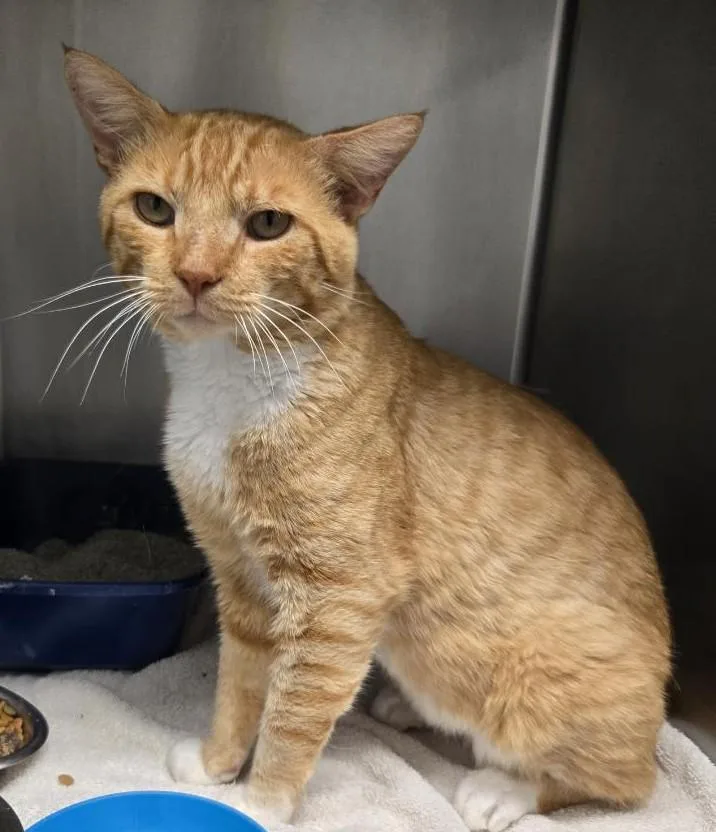 An adult medium-sized male Tabby (Orange / Red) Domestic Short Hair cat named Roman for adoption in Yorkville, IL