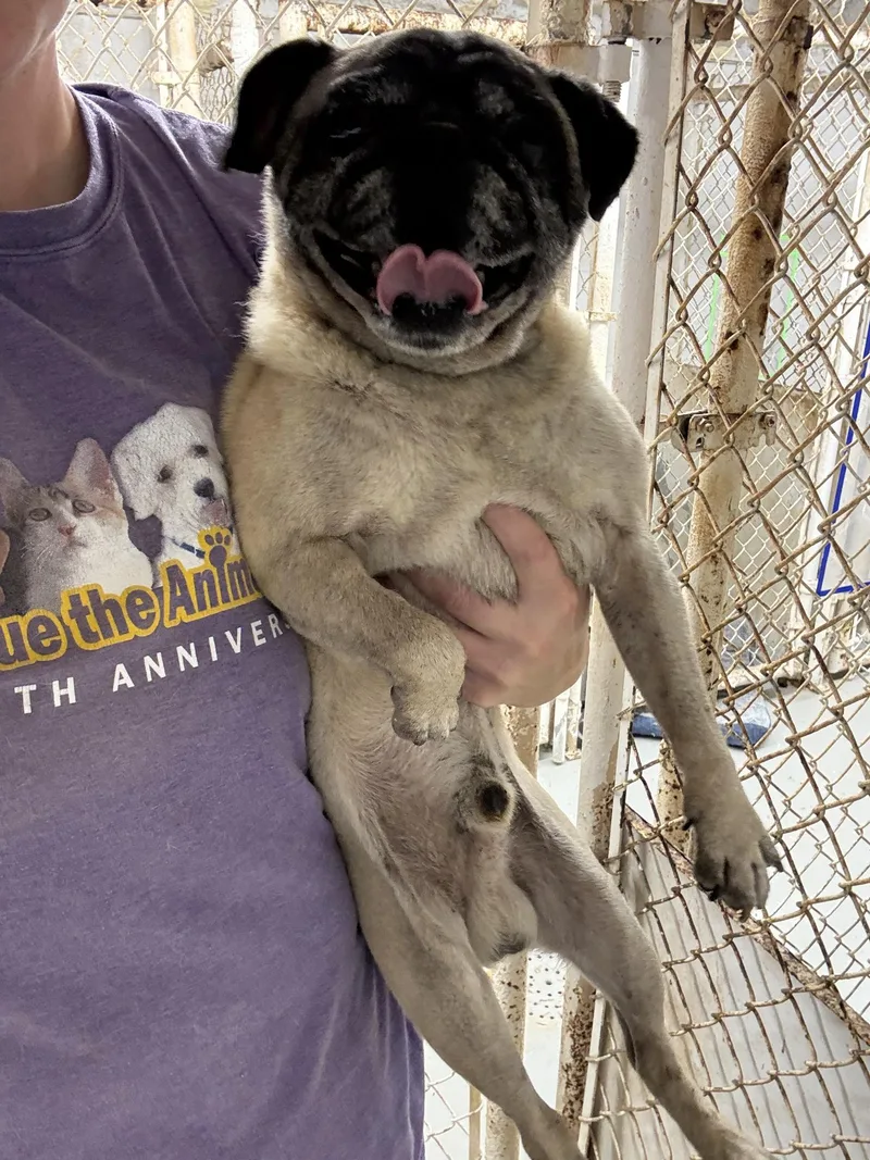 A senior small-sized male Pug dog named Otis for adoption in Blue Springs, MO