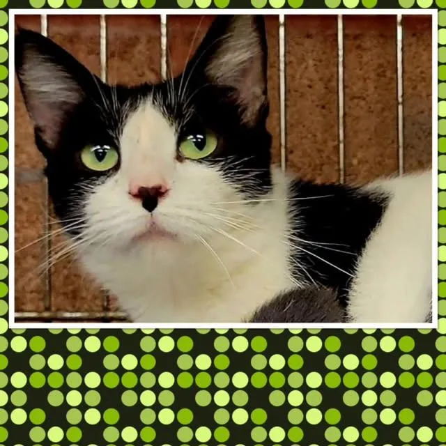 An adult small-sized female Black & White / Tuxedo Domestic Short Hair cat named Bootsy for adoption in Buckhannon, WV