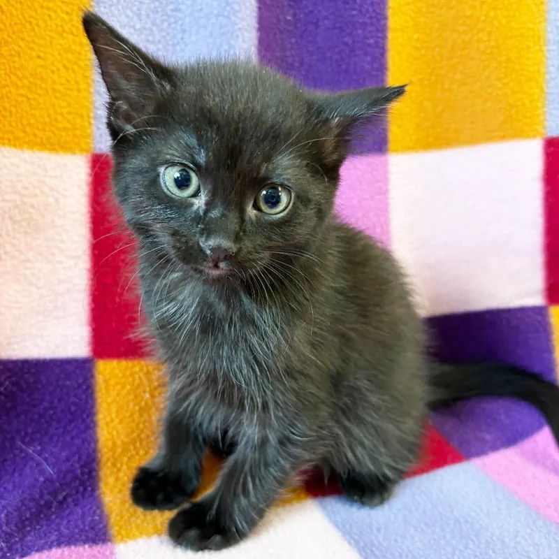 A baby small-sized female Black Domestic Short Hair cat named Cake for adoption in Mount Juliet, TN