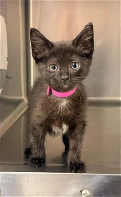 A baby small-sized female Domestic Short Hair cat named Terra for adoption in Statesville, NC
