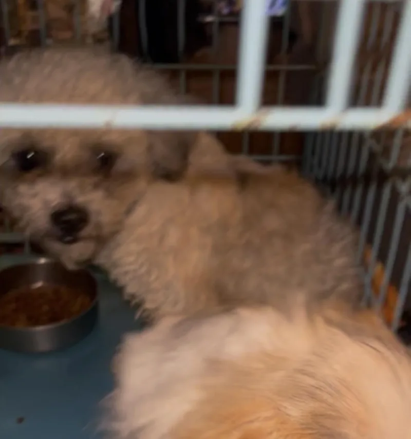 A young small-sized male Miniature Poodle dog named Ranchero for adoption in Gainesville, VA