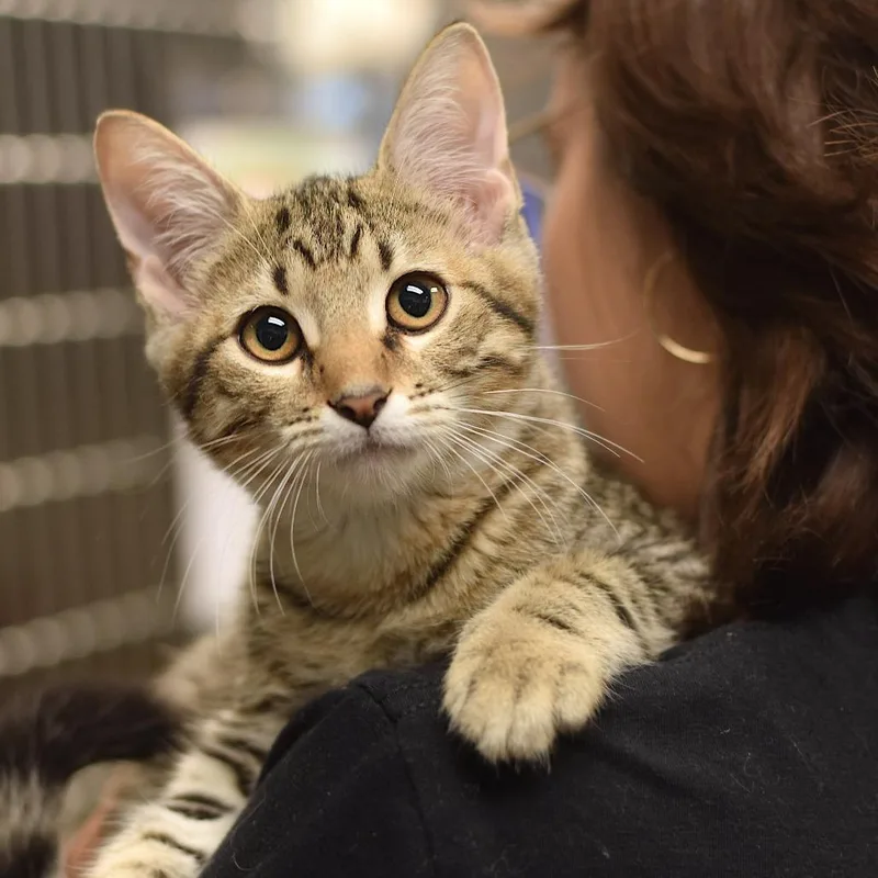 A baby small-sized female Domestic Short Hair cat named Brookie DogDay Mascoutah for adoption in Belleville, IL