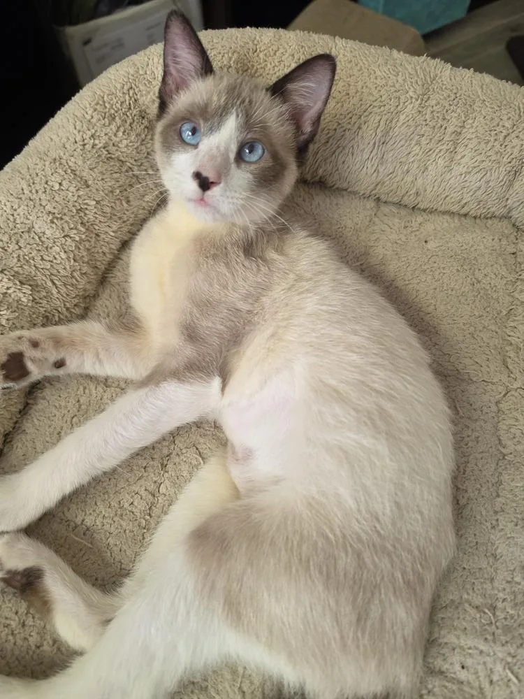 A baby small-sized female Siamese cat named Tablespoon for adoption in Austin, TX