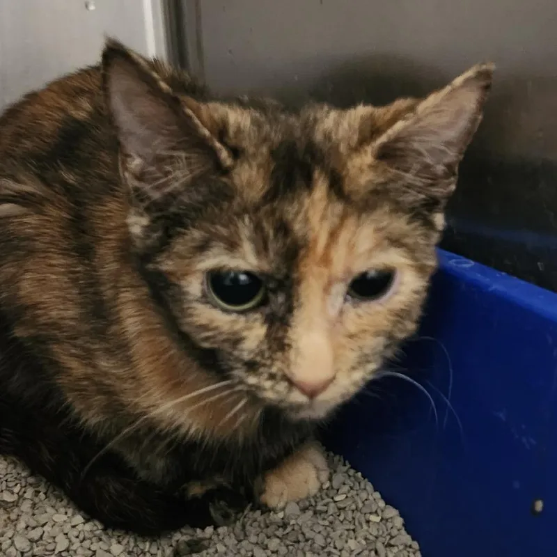 A baby small-sized female Tortoiseshell Domestic Short Hair cat named Garnet for adoption in Columbia Station, OH