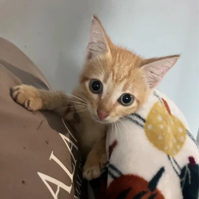 A baby small-sized male Gray / Blue / Silver American Shorthair cat named Castrol for adoption in Freeport, FL