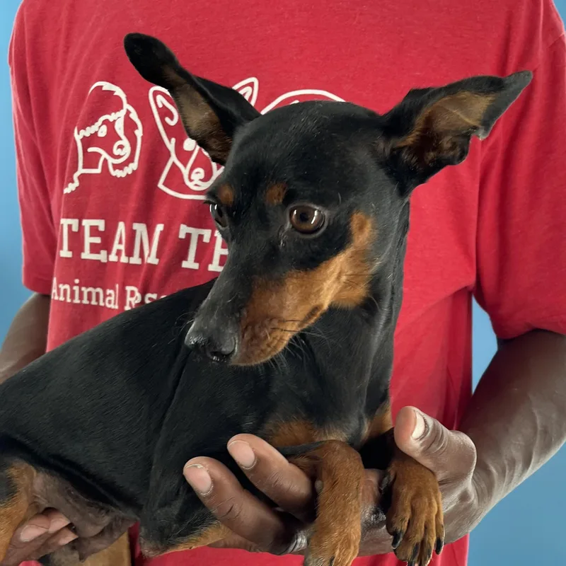 A young small-sized female Black Miniature Pinscher dog named Maxie  Local July for adoption in Brookshire, TX