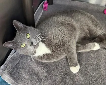 Valkyrie thumbnail 2