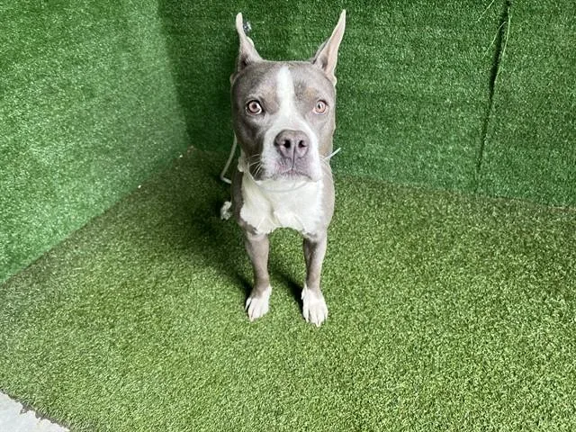 An adult medium-sized female Pit Bull Terrier dog named Myss for adoption in Lancaster, CA