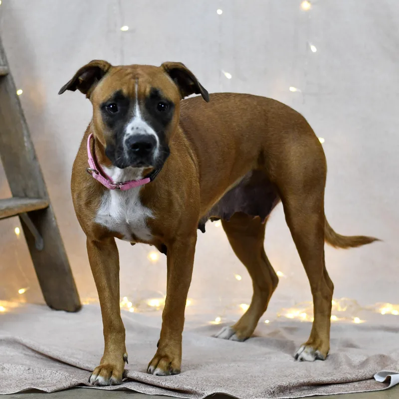 An adult medium-sized female Brown / Chocolate Boxer dog named Ursula for adoption in Defuniak Springs, FL