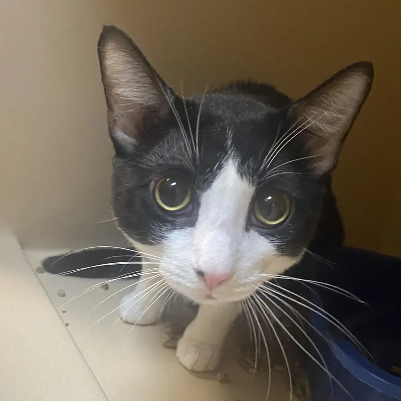 An adult large-sized male Black & White / Tuxedo Domestic Short Hair cat named Pretzel for adoption in Elyria, OH