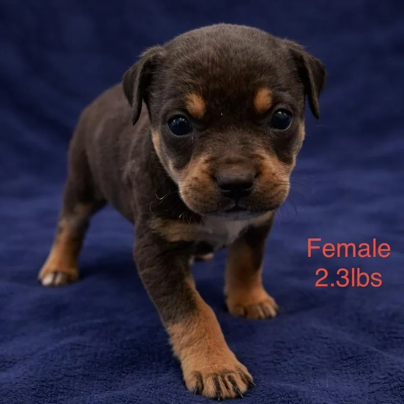 A baby medium-sized female Tricolor (Brown, Black, & White) Pit Bull Terrier dog named Millie for adoption in Carmel, NY