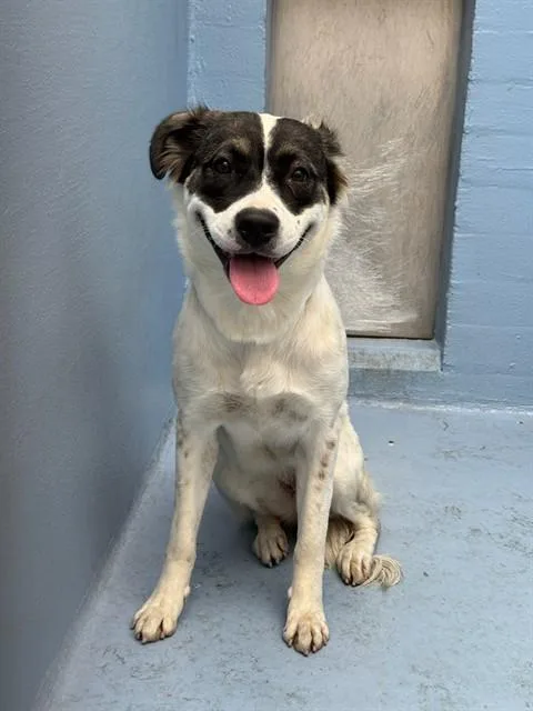 A young medium-sized female German Shepherd Dog dog named Blessing for adoption in Downey, CA