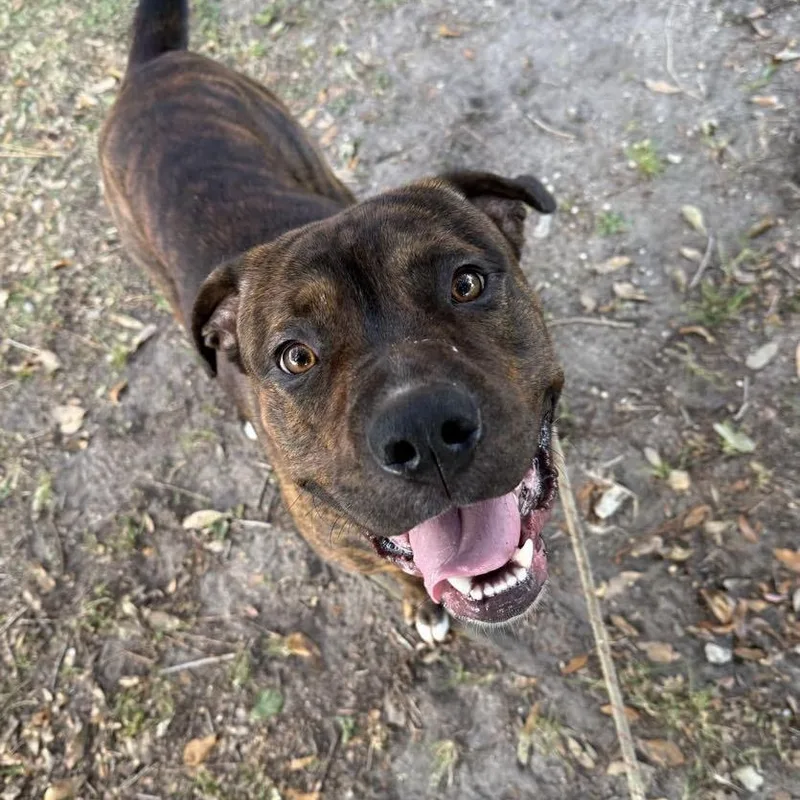 Meatloaf thumbnail 2