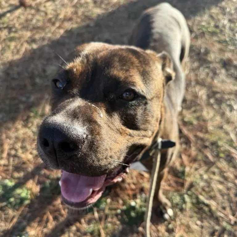 Meatloaf thumbnail 3