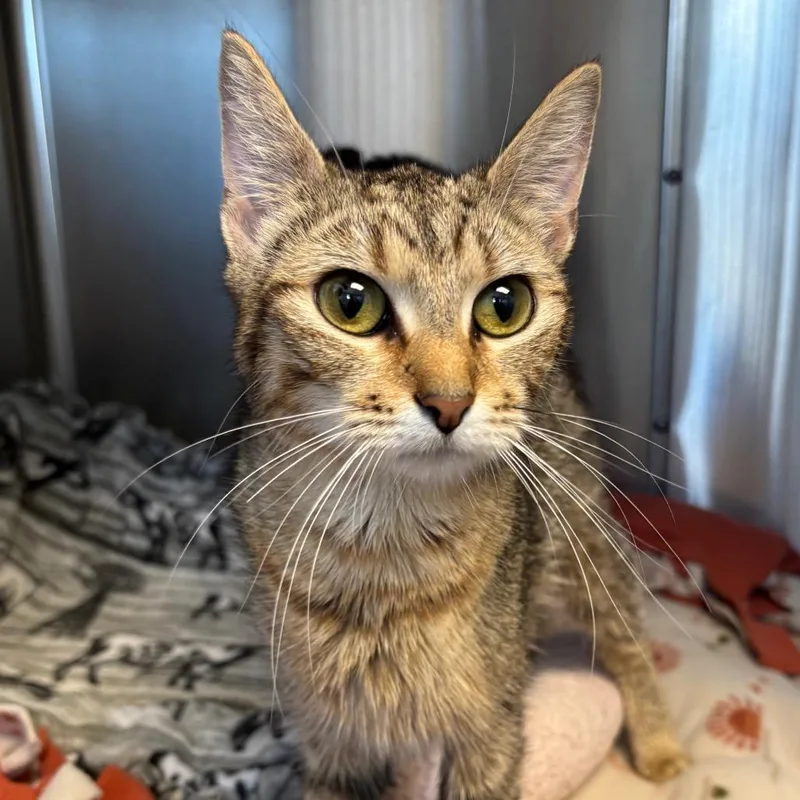An adult medium-sized female Brown / Chocolate Domestic Short Hair cat named Nancy for adoption in Naperville, IL