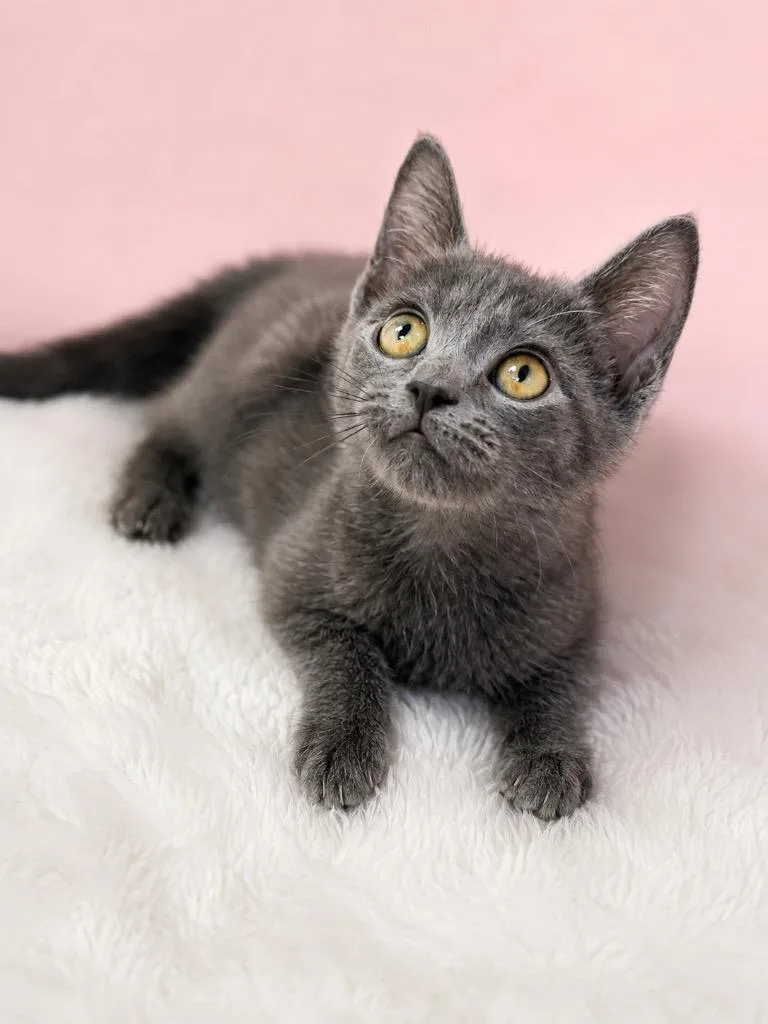 A baby small-sized female Gray / Blue / Silver Domestic Short Hair cat named Bernadette for adoption in Winnsboro, SC