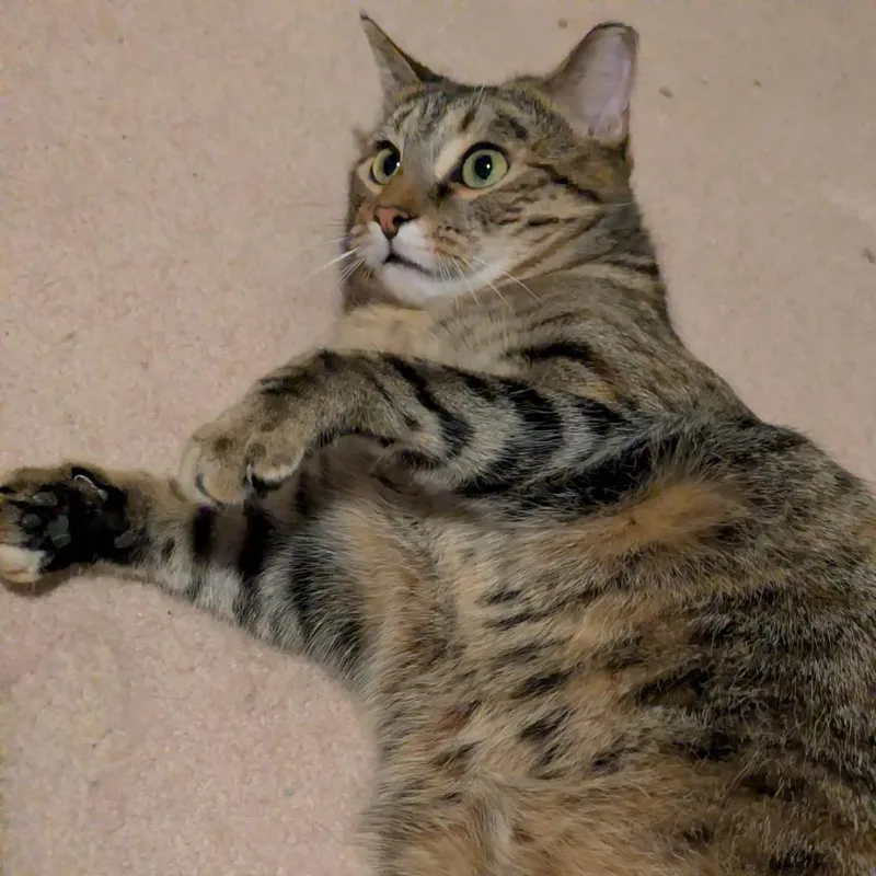 Cat Woman thumbnail 2