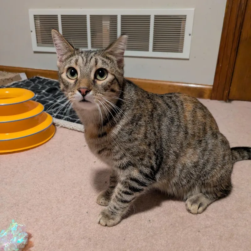 Cat Woman thumbnail 3